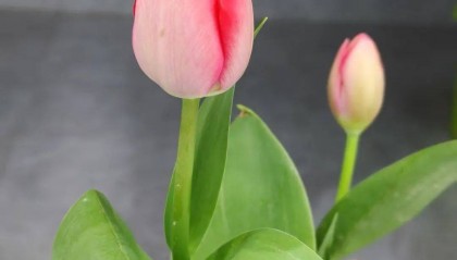 希望大家走出考公考编的泥潭，去看看春天