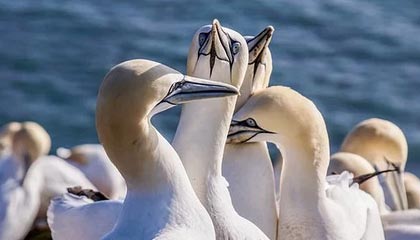 中文在线“书香中国”数据库开通试用