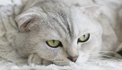 中文在线:推动罗小黑IP多领域延展