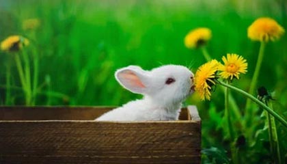 晶方科技股价上涨2.28% 中报预增36%至58%