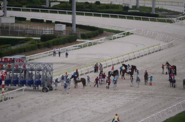 日本赛马再出事故！马匹被困闸箱、赛事被紧急叫停